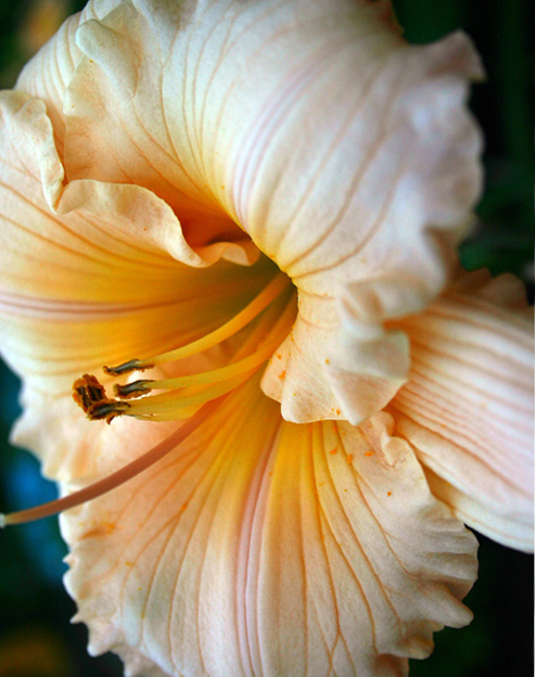 Hemerocallis cultorum `Childrens Festival`